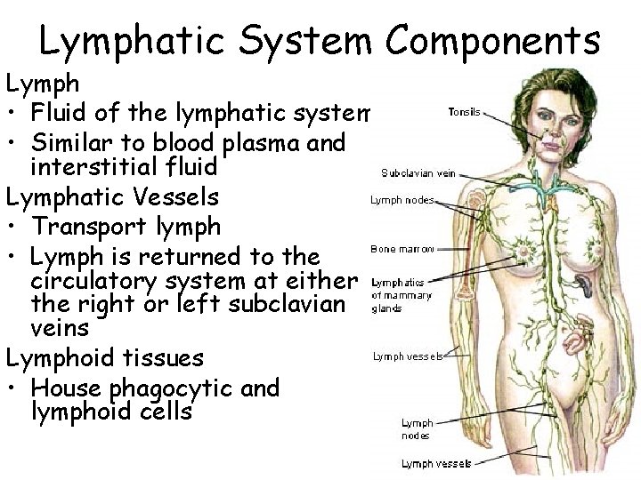 Lymphatic System Components Lymph • Fluid of the lymphatic system • Similar to blood