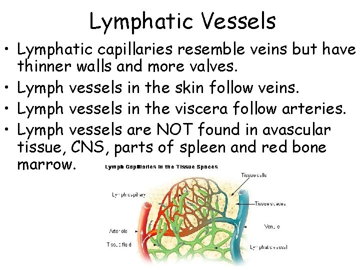 Lymphatic Vessels • Lymphatic capillaries resemble veins but have thinner walls and more valves.