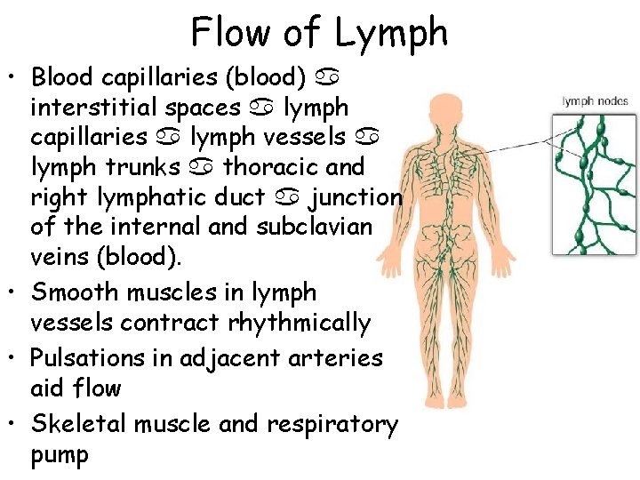 Flow of Lymph • Blood capillaries (blood) interstitial spaces lymph capillaries lymph vessels lymph