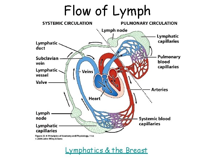 Flow of Lymphatics & the Breast 