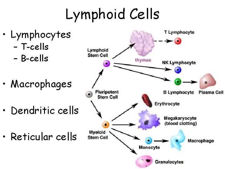Lymphoid Cells • Lymphocytes – T-cells – B-cells • Macrophages • Dendritic cells •