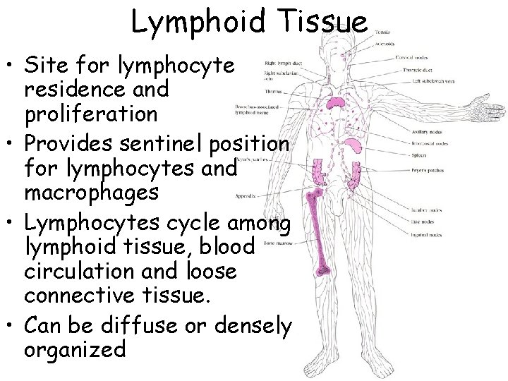 Lymphoid Tissue • Site for lymphocyte residence and proliferation • Provides sentinel position for