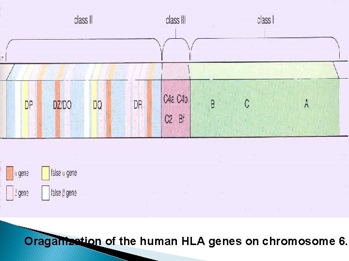 Oraganization of the human HLA genes on chromosome 6. 