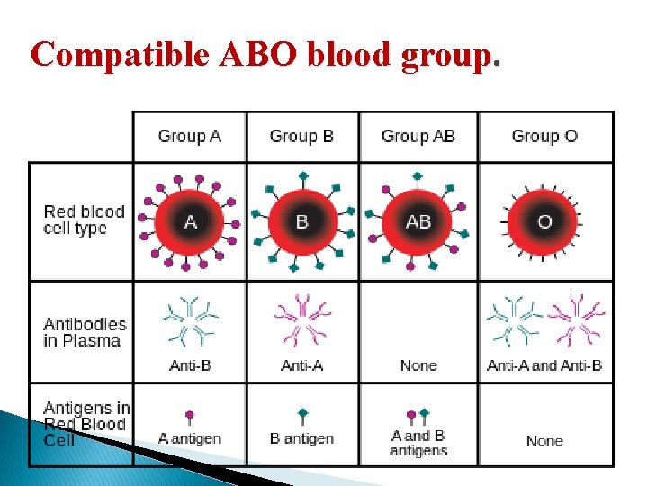 Compatible ABO blood group. 