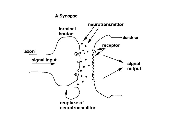 dendrite 
