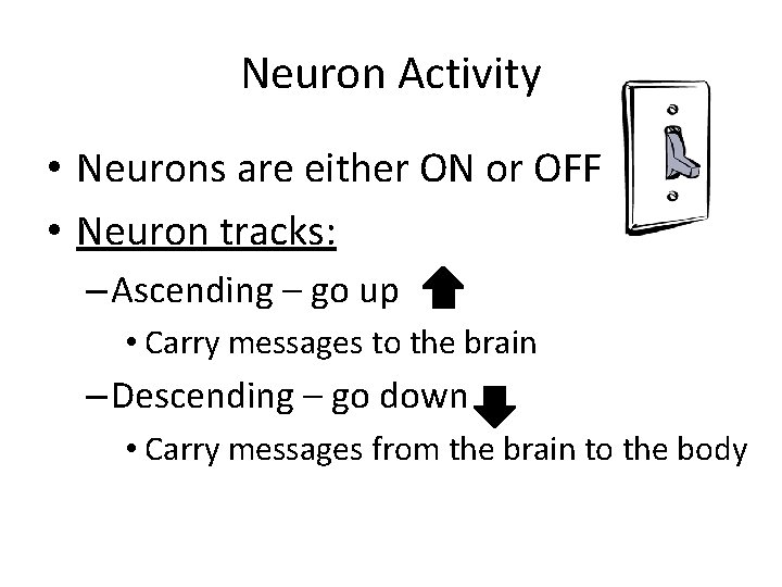Neuron Activity • Neurons are either ON or OFF • Neuron tracks: – Ascending