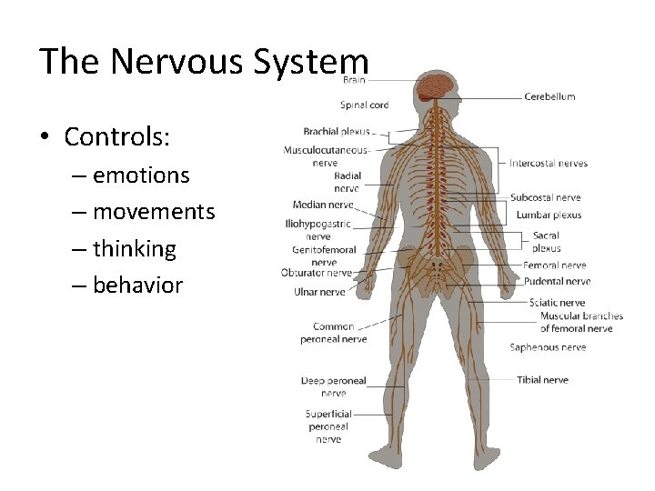 The Nervous System • Controls: – emotions – movements – thinking – behavior 