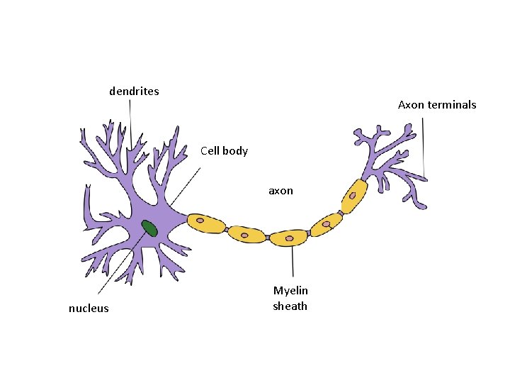 dendrites Axon terminals Cell body axon nucleus Myelin sheath 