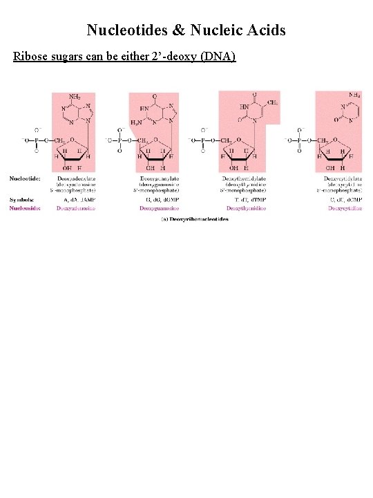 Nucleotides & Nucleic Acids Ribose sugars can be either 2’-deoxy (DNA) 