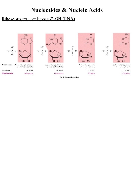 Nucleotides & Nucleic Acids Ribose sugars. . . or have a 2’-OH (RNA) 