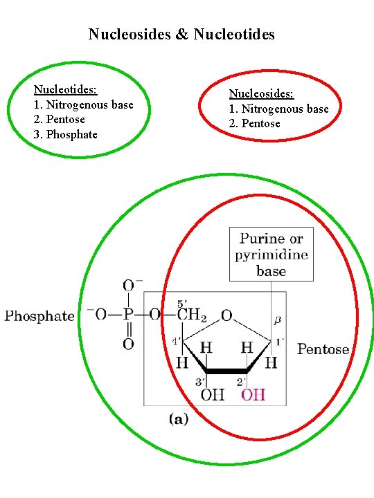 Nucleosides & Nucleotides: 1. Nitrogenous base 2. Pentose 3. Phosphate Nucleosides: 1. Nitrogenous base