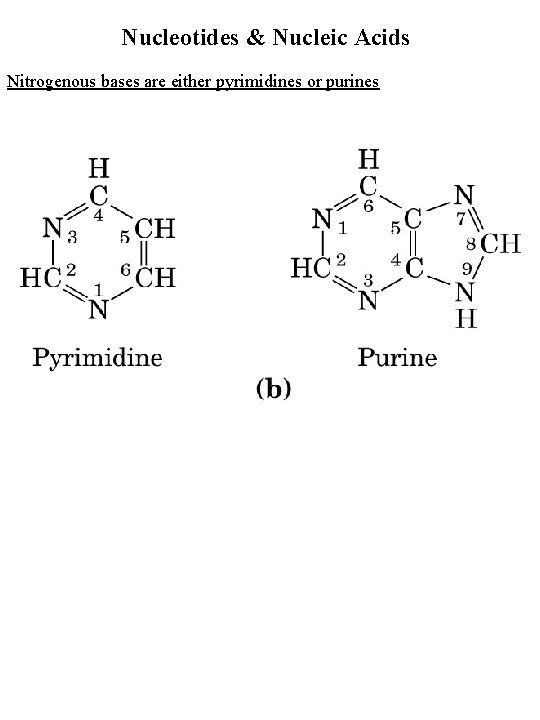 Nucleotides & Nucleic Acids Nitrogenous bases are either pyrimidines or purines 