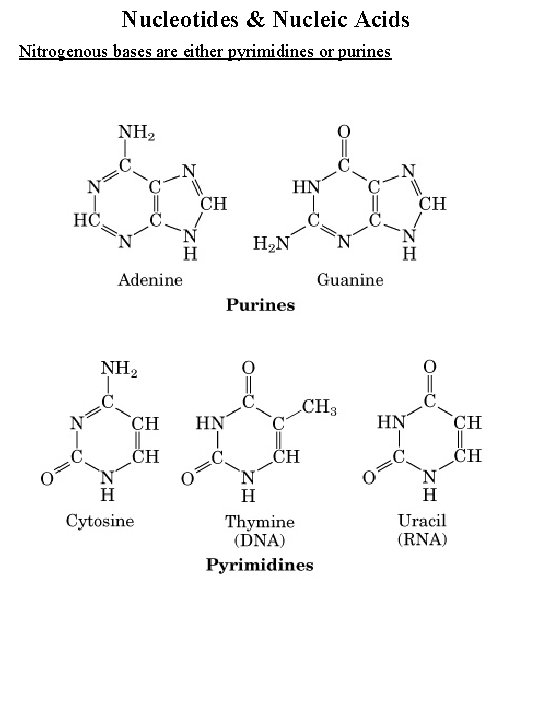 Nucleotides & Nucleic Acids Nitrogenous bases are either pyrimidines or purines 