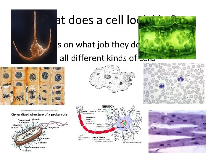 What does a cell look like? • It depends on what job they do