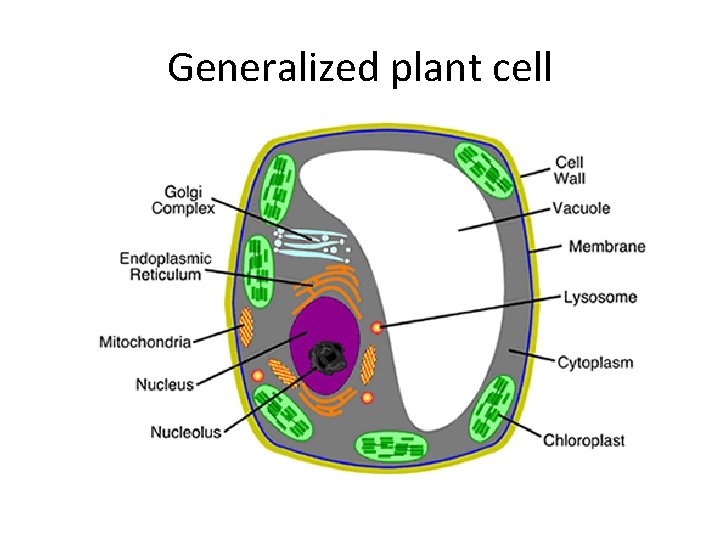 Generalized plant cell 