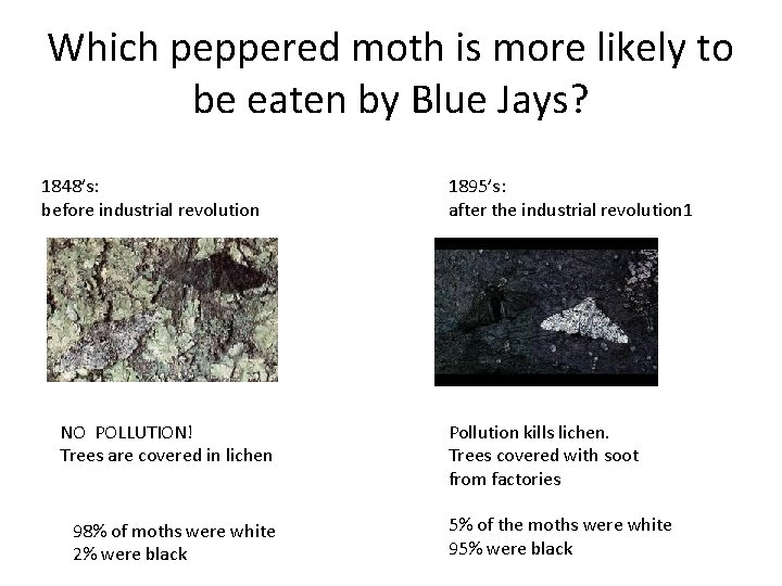 Which peppered moth is more likely to be eaten by Blue Jays? 1848’s: before