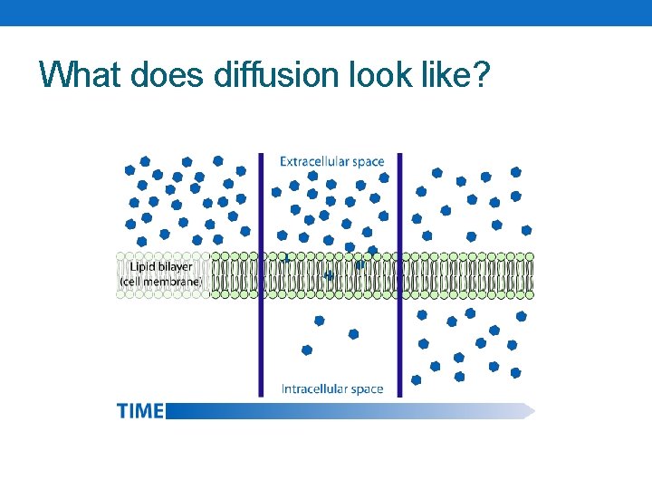 What does diffusion look like? 