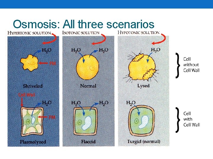 Osmosis: All three scenarios 