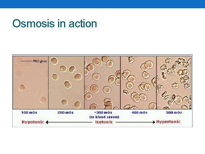 Osmosis in action 