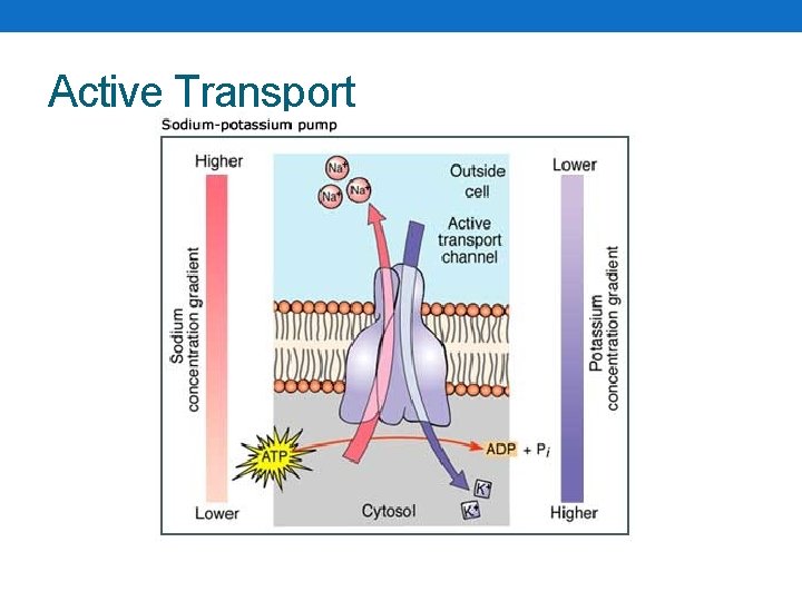 Active Transport 