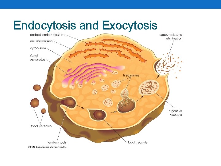 Endocytosis and Exocytosis 