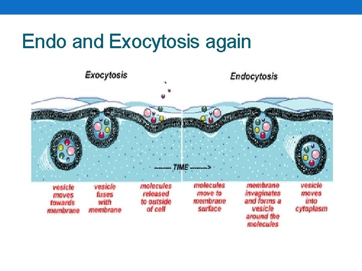 Endo and Exocytosis again 