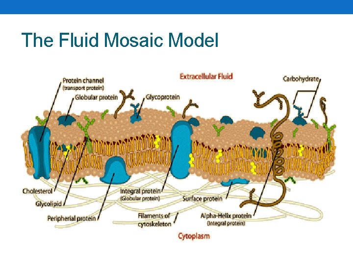 The Fluid Mosaic Model 