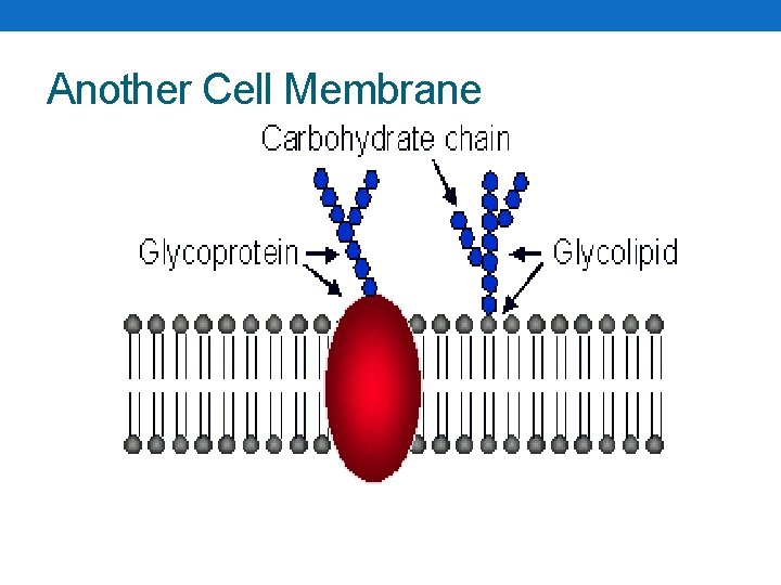 Another Cell Membrane 