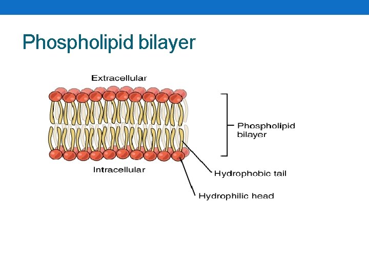 Phospholipid bilayer 