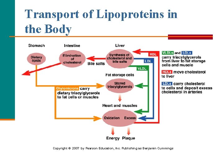 Transport of Lipoproteins in the Body Copyright © 2007 by Pearson Education, Inc. Publishing