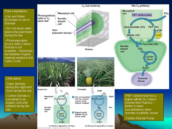 Plant Adaptations -Gas and Water Exchange occurs in Stomata --Dry hot areas water leaves