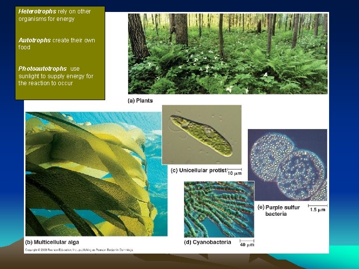 Heterotrophs rely on other organisms for energy Autotrophs create their own food Photoautotrophs use