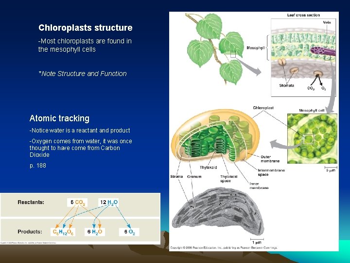 Chloroplasts structure -Most chloroplasts are found in the mesophyll cells *Note Structure and Function