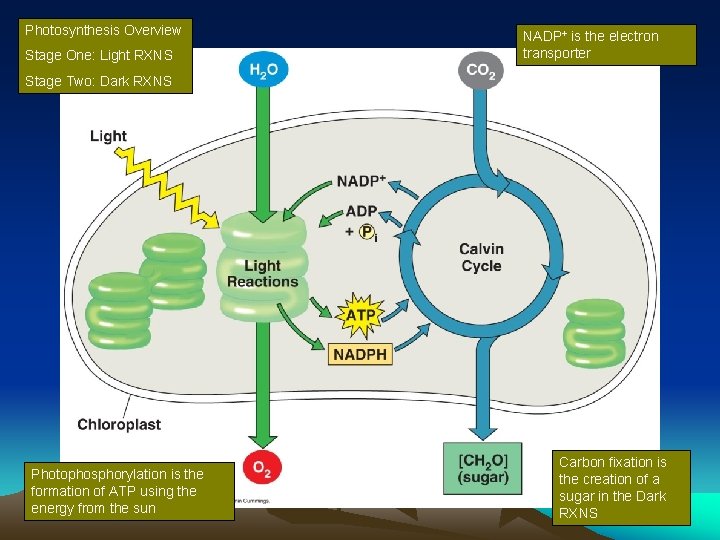 Photosynthesis Overview Stage One: Light RXNS NADP+ is the electron transporter Stage Two: Dark