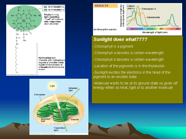 Sunlight does what? ? -Chlorophyll is a pigment -Chlorophyll a absorbs a certain wavelength