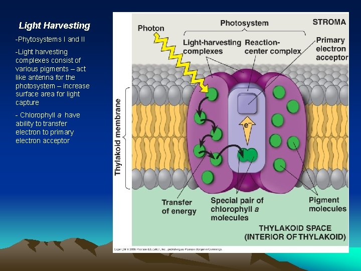 Light Harvesting -Phytosystems I and II -Light harvesting complexes consist of various pigments –