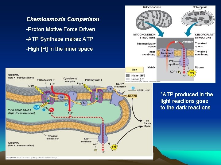 Chemiosmosis Comparison -Proton Motive Force Driven -ATP Synthase makes ATP -High [H] in the