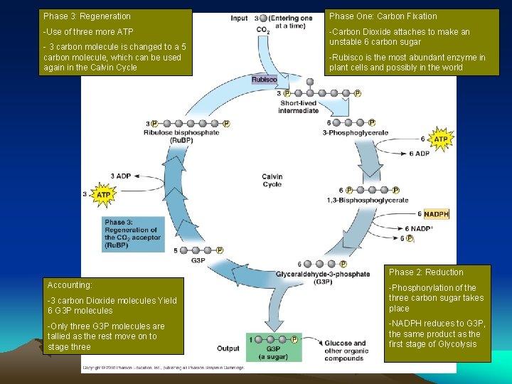 Phase 3: Regeneration Phase One: Carbon Fixation -Use of three more ATP -Carbon Dioxide
