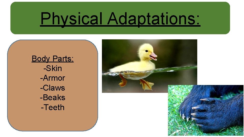 Physical Adaptations: Body Parts: -Skin -Armor -Claws -Beaks -Teeth 