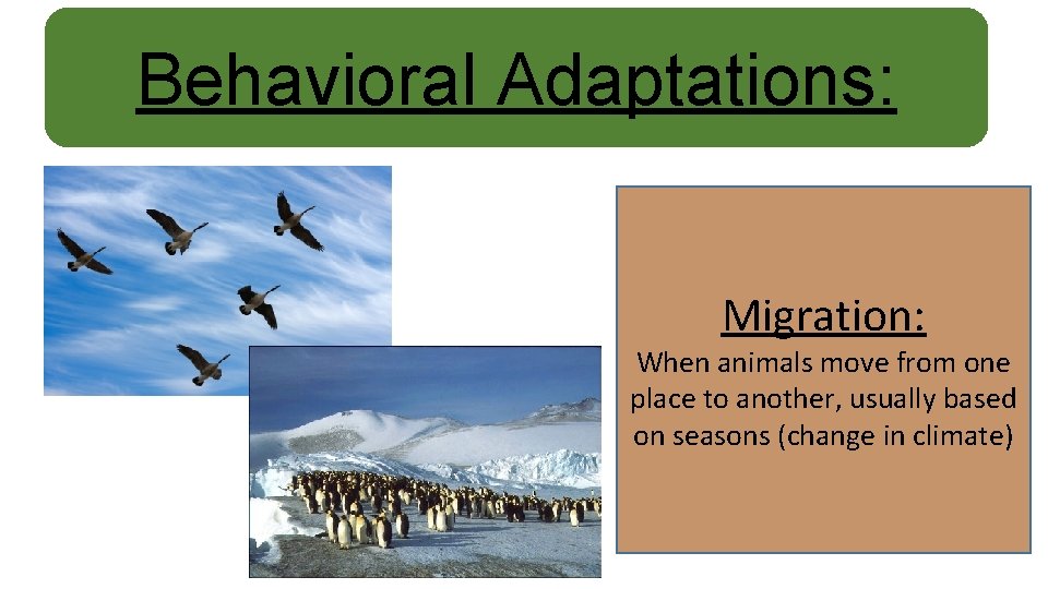 Behavioral Adaptations: Migration: When animals move from one place to another, usually based on