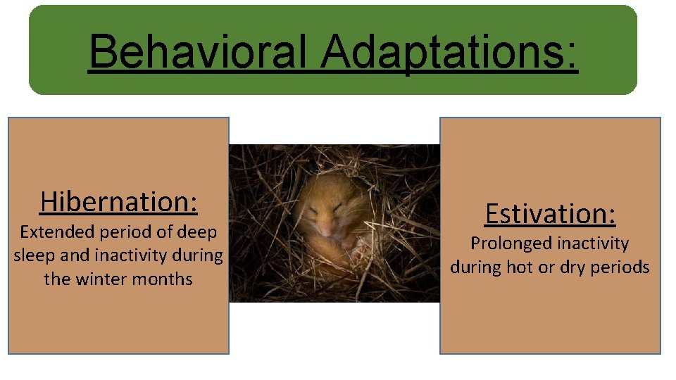 Behavioral Adaptations: Hibernation: Extended period of deep sleep and inactivity during the winter months