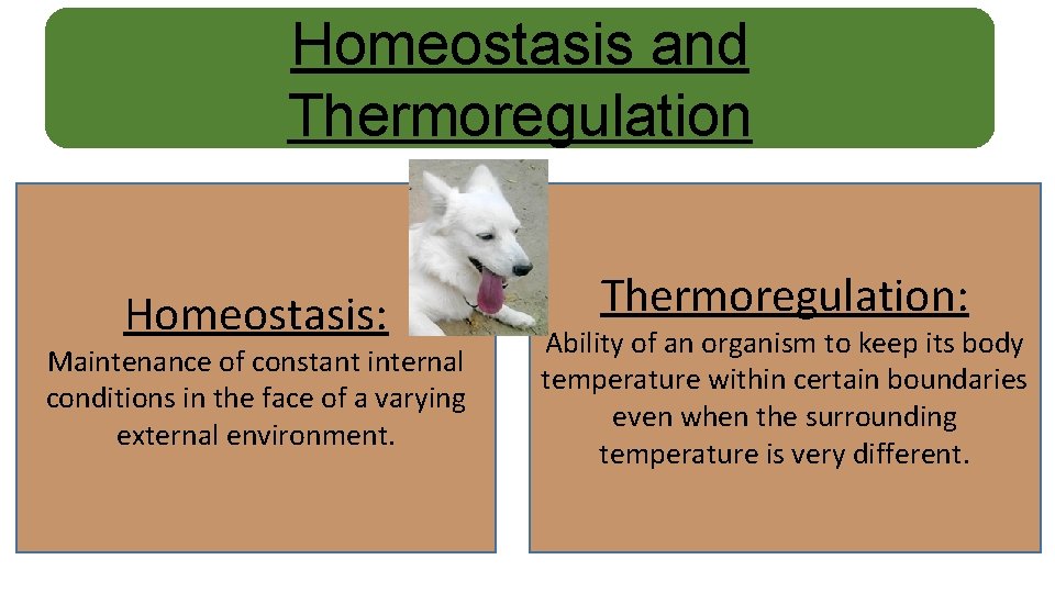 Homeostasis and Thermoregulation Homeostasis: Maintenance of constant internal conditions in the face of a
