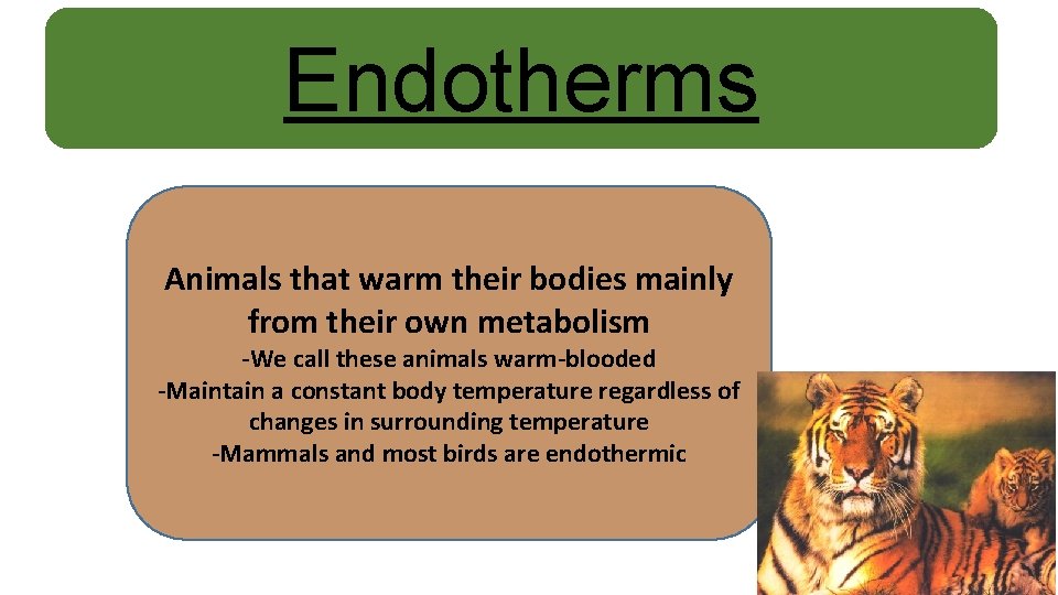 Endotherms Animals that warm their bodies mainly from their own metabolism -We call these