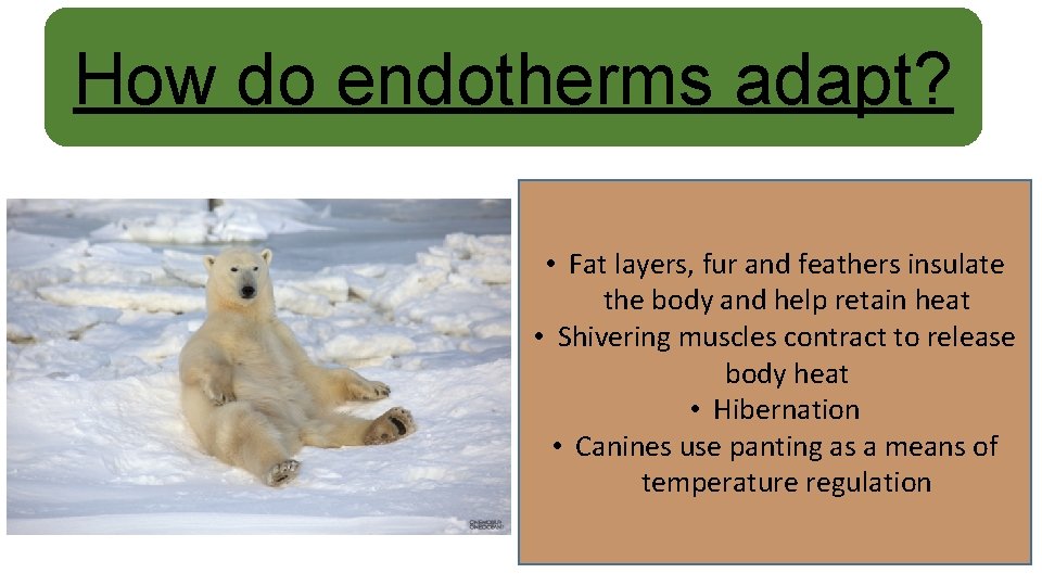 How do endotherms adapt? • Fat layers, fur and feathers insulate the body and
