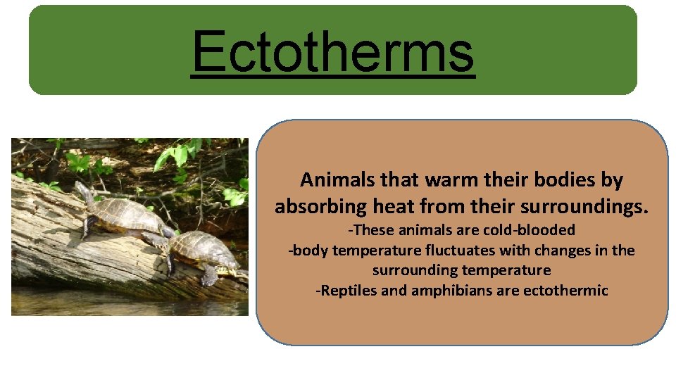 Ectotherms Animals that warm their bodies by absorbing heat from their surroundings. -These animals