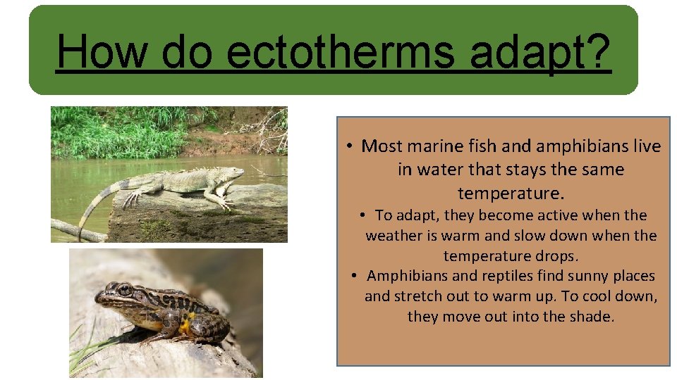 How do ectotherms adapt? • Most marine fish and amphibians live in water that