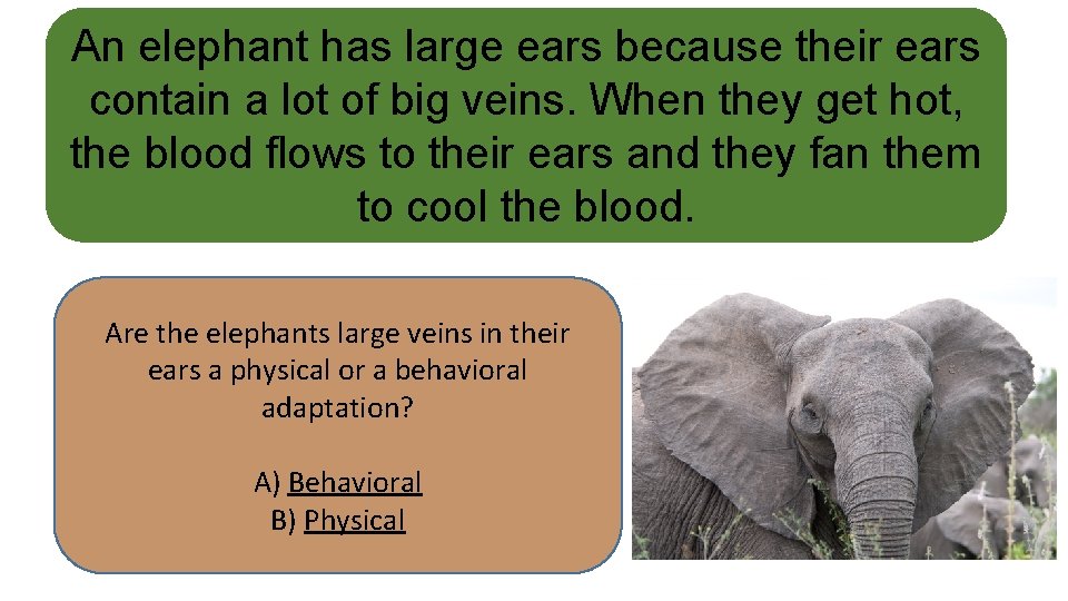 An elephant has large ears because their ears contain a lot of big veins.