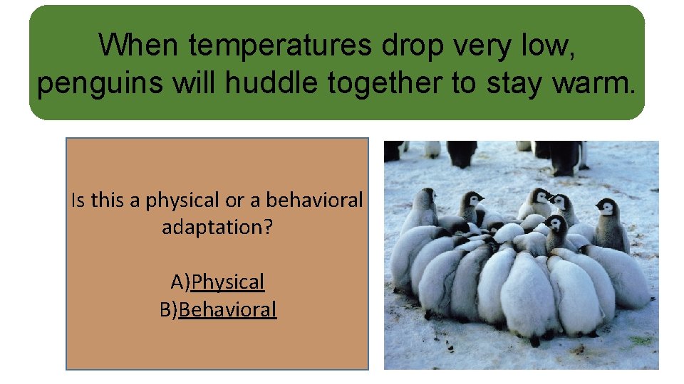 When temperatures drop very low, penguins will huddle together to stay warm. Is this