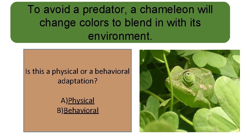 To avoid a predator, a chameleon will change colors to blend in with its