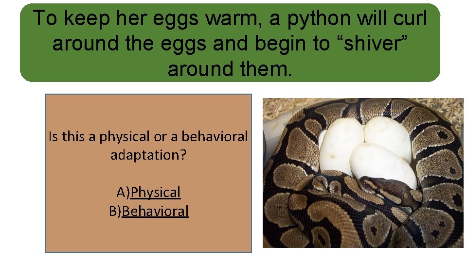 To keep her eggs warm, a python will curl around the eggs and begin
